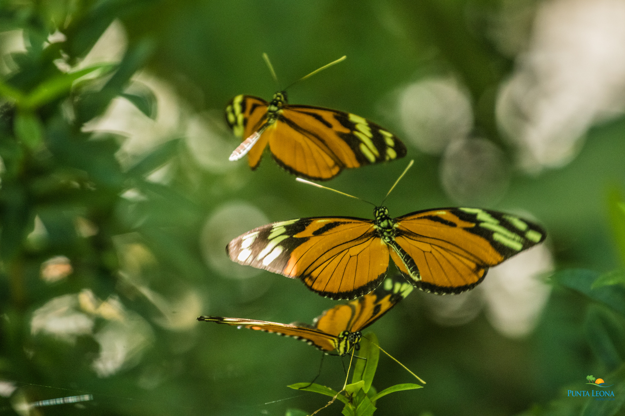 butterflies farm